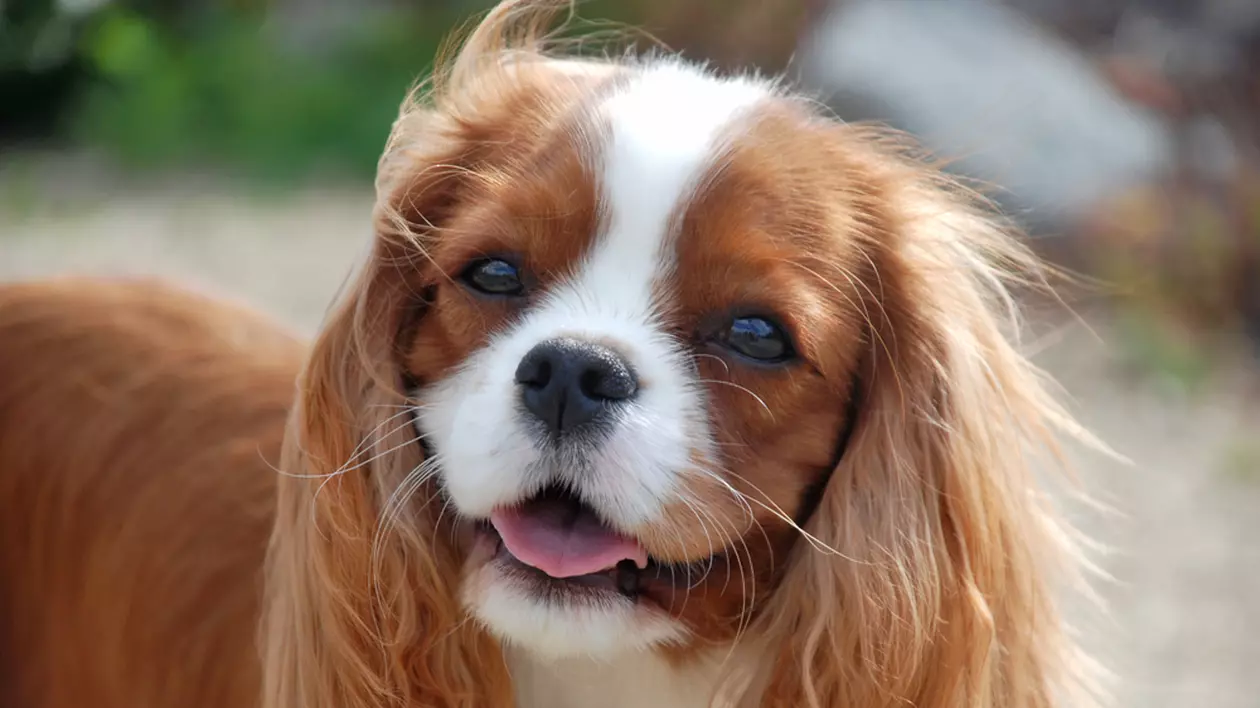 Cavalier King Charles Spaniel - ce caracteristici are câinele cu urechi lungi și păr ondulat