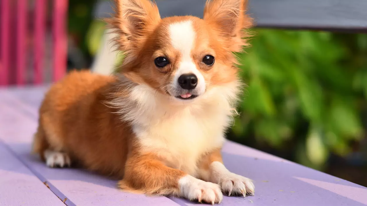 Chihuahua - Personalitate și caracteristici. Cum se dresează cel mai mic câine din lume