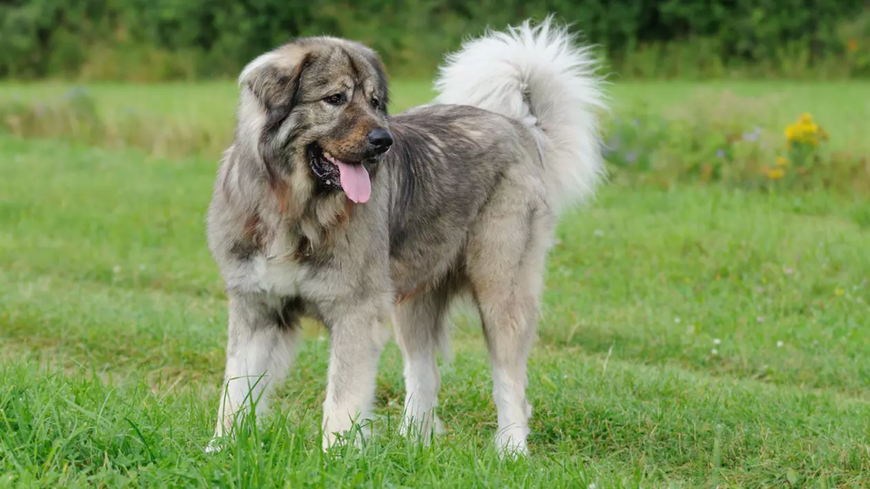 Ciobănesc caucazian - personalitatea unui câine de talie mare denumit și Câinele Lup