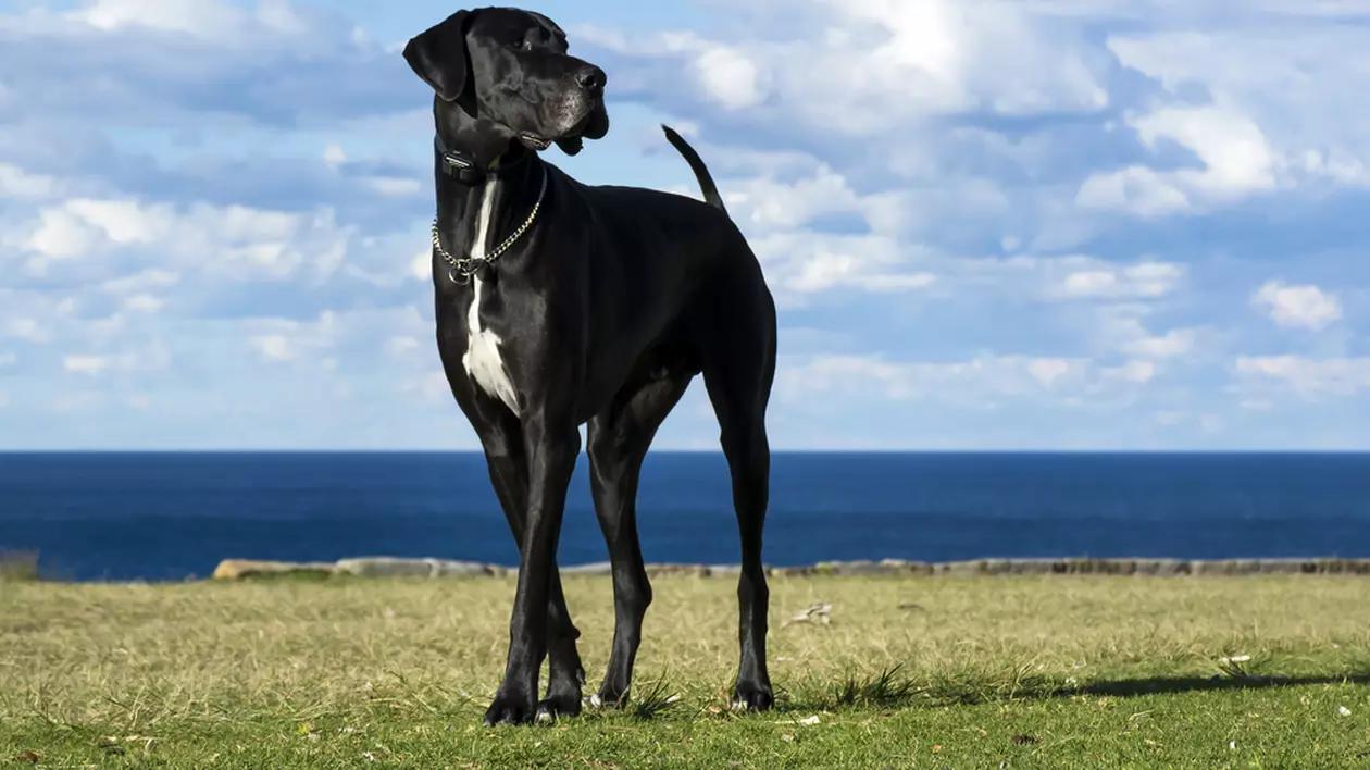 Dog german - ce temperaent are Marele Danez
