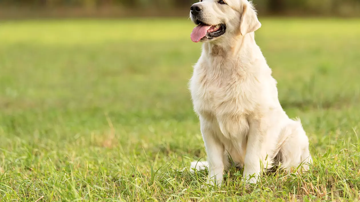 Golden Retriever - cât de ușor se dresează și ce personalitate are cel mai îndrăgit câine