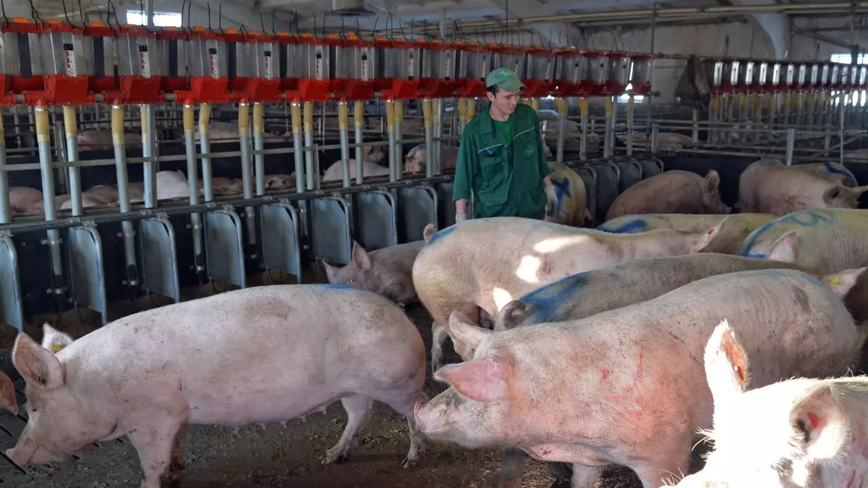 Producătorii de carne bio, câștigători în urma scandalurilor care au zguduit marile abatoare din Germania