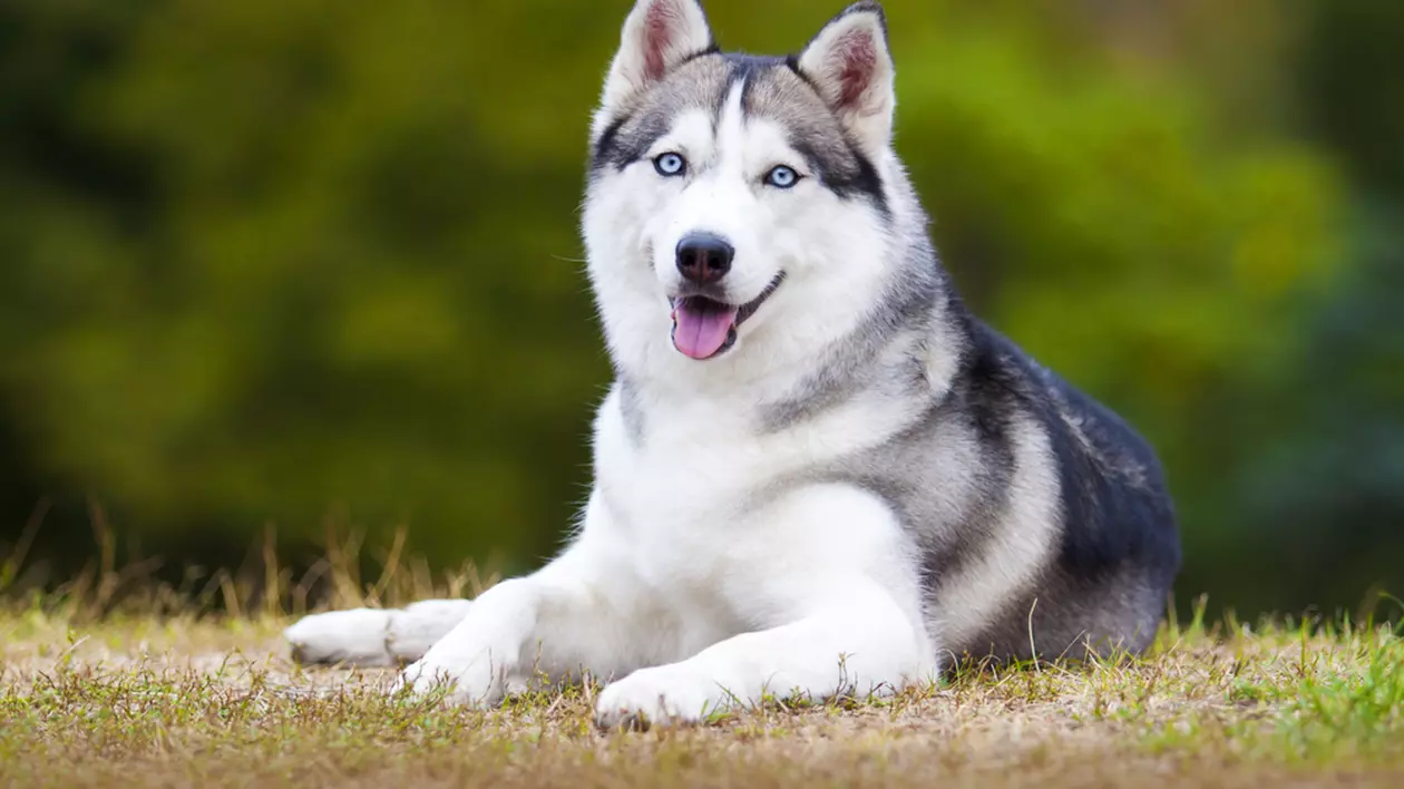 Husky - ce temperament are unul dintre cei mai frumoși câini din lume