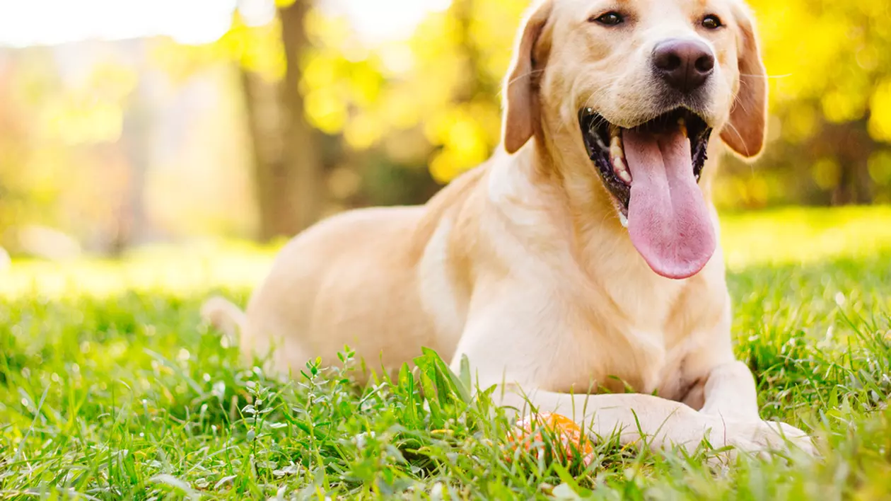 Labrador - ce temperament are câinele care care iubește înotul