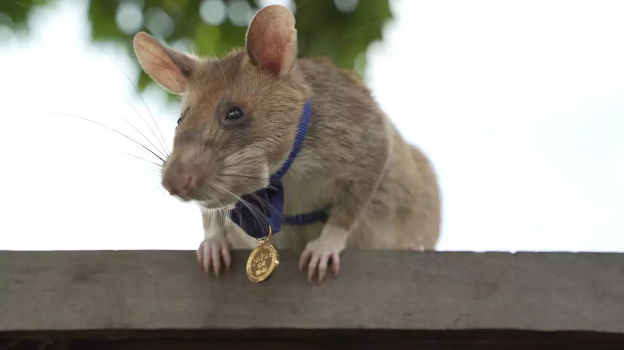 Un şobolan african marsupial folosit în detectarea minelor din Cambodgia, decorat pentru curaj şi devotament