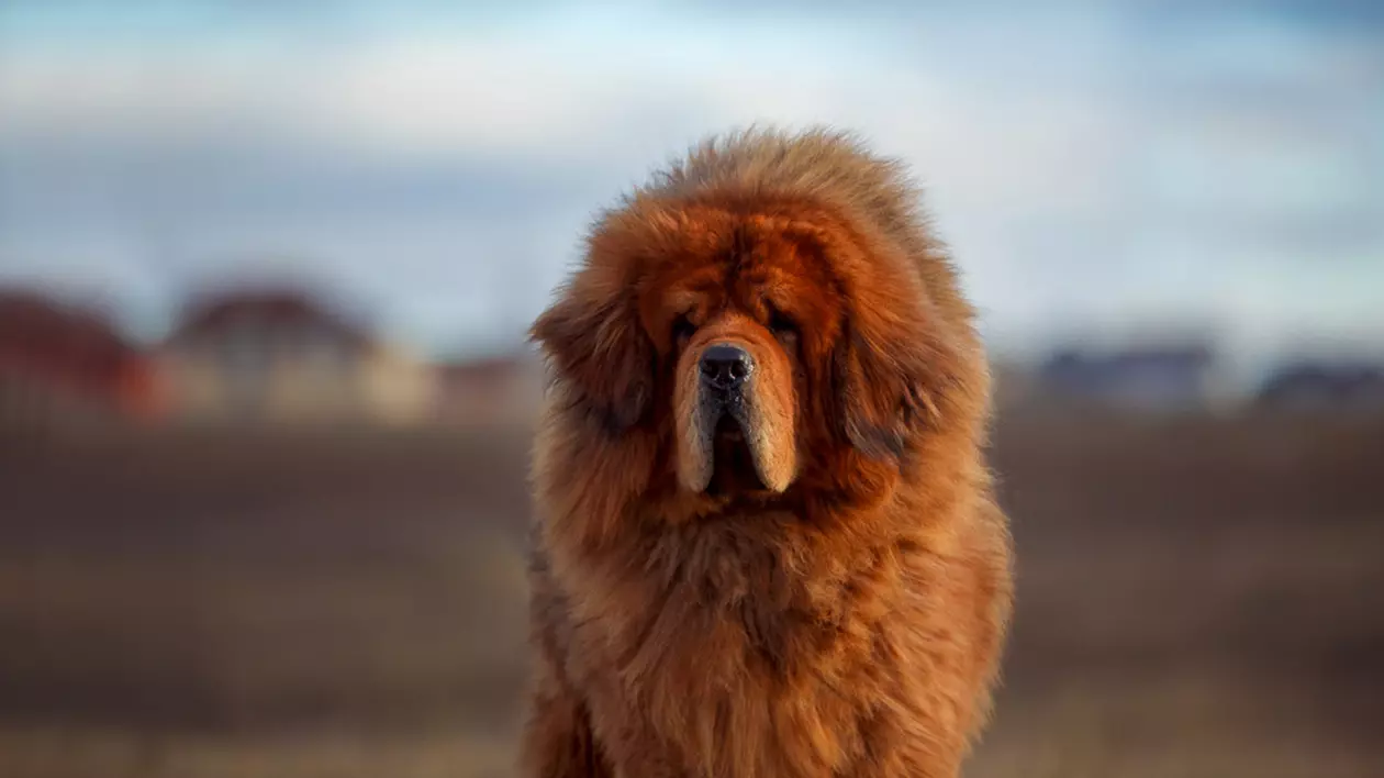 Mastiff Tibetan - ce caracteristici are și cum se dresează unul dintre cei mai puternici câini