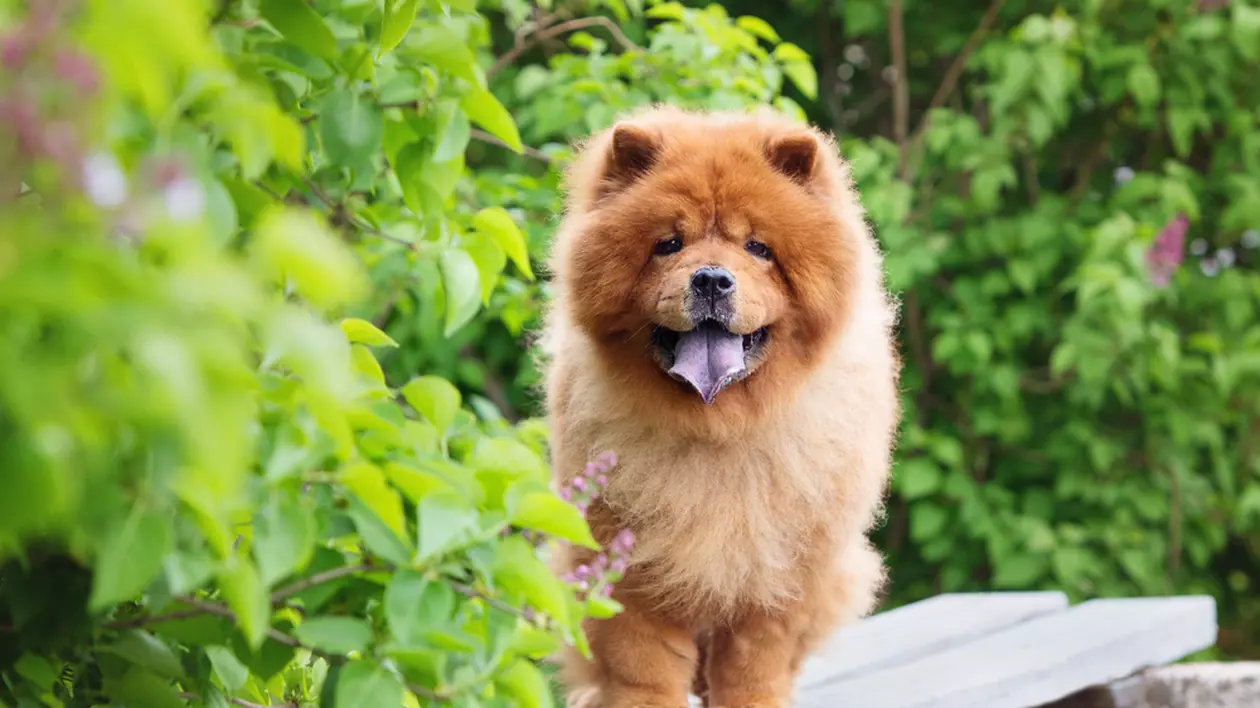 Rasa Chow Chow - ce caracteristici și temperament are câinele cu limba albastră