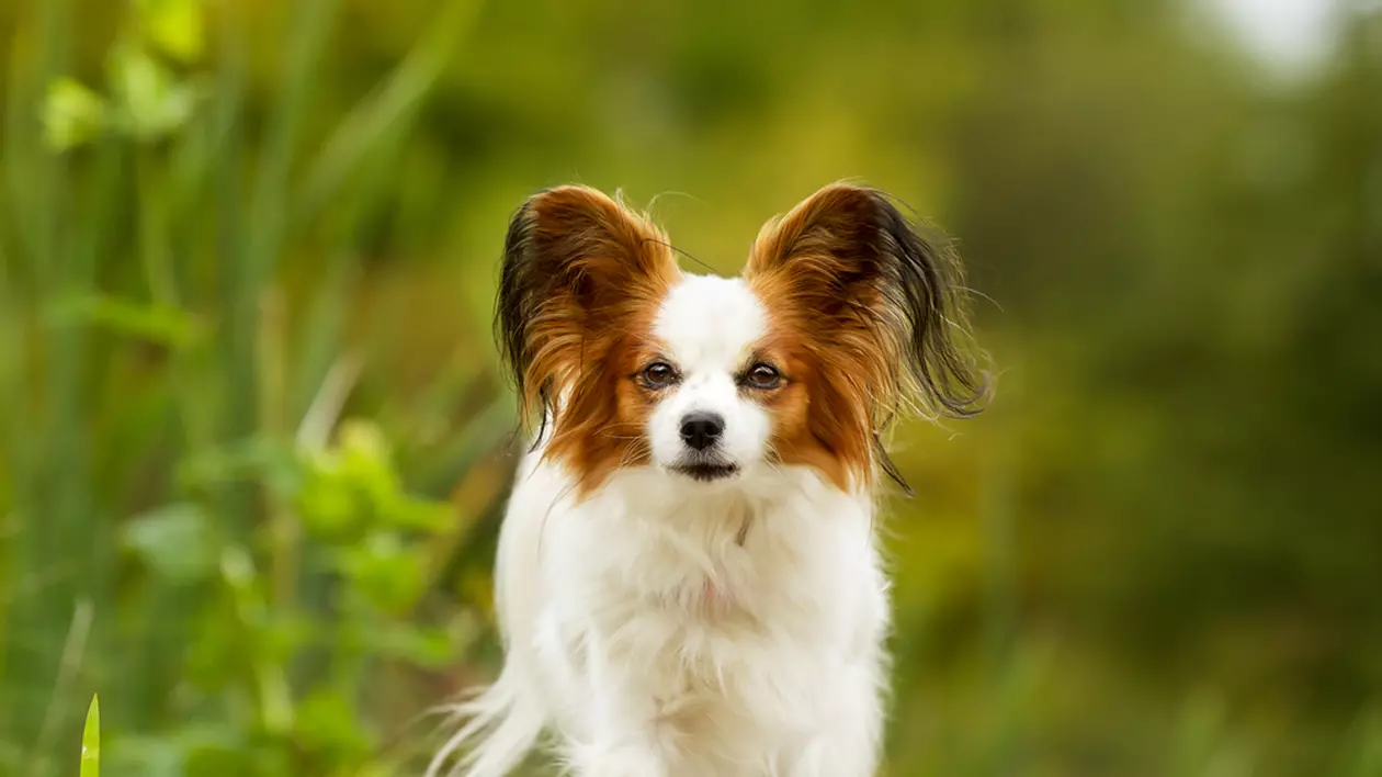 Rasa Papillon - ce caracteristici are unul dintre cei mai ascultători câini