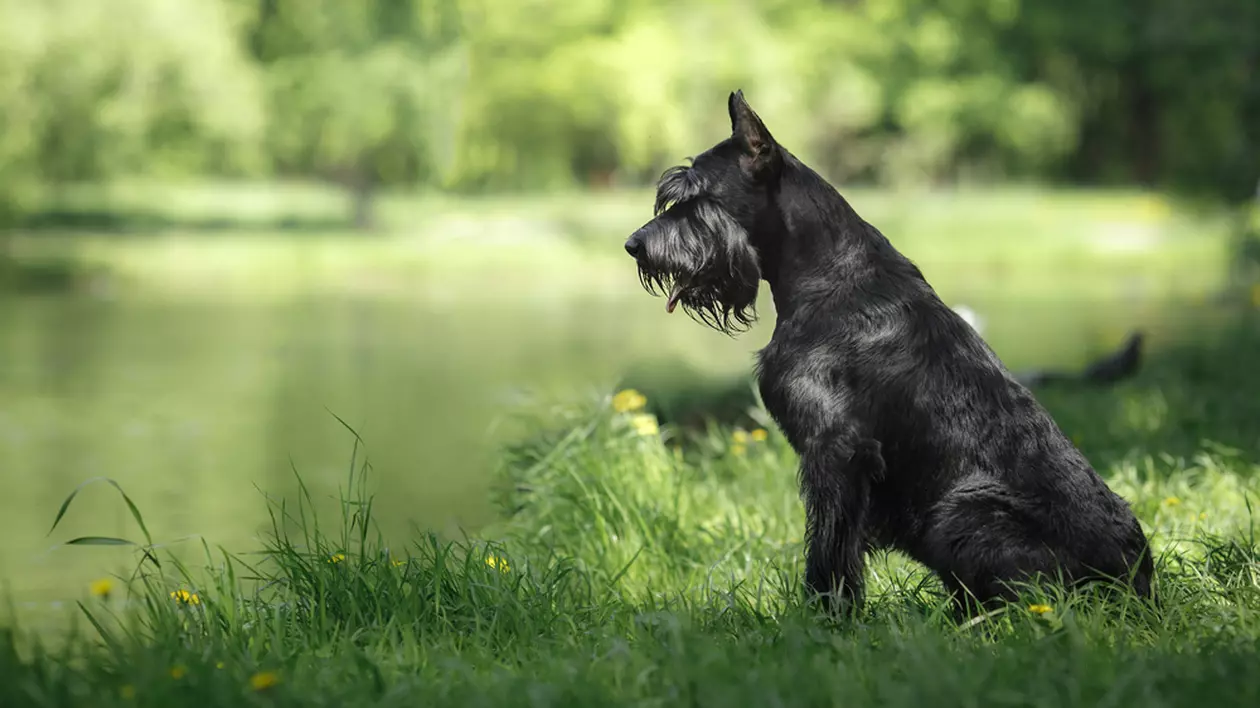 Rasa Schnauzer - ce caracteristici are câinele cu sprâncenele lungi