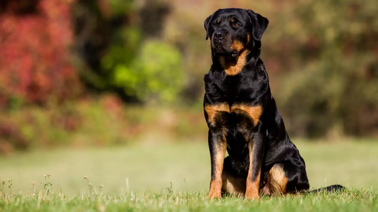 Rottweiler - ce trebuie să știi despre rasa cu cei mai buni câini de pază