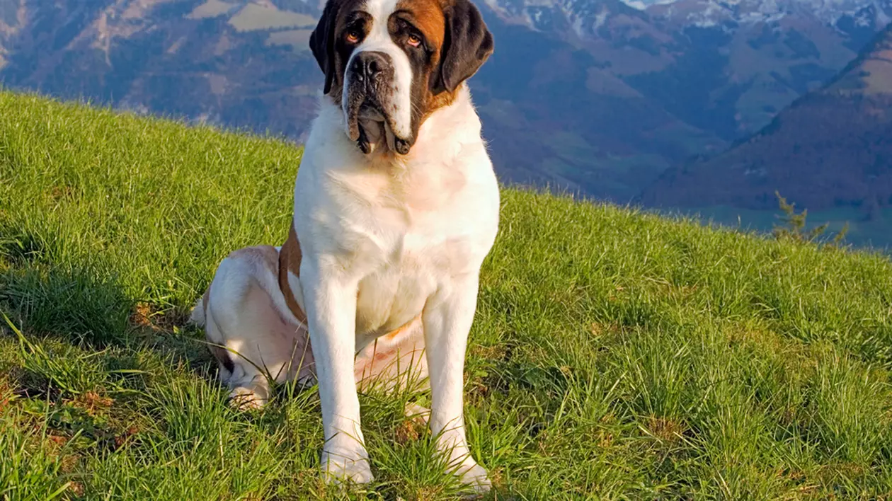 Saint Bernard - temperament și personalitate cel mai iubit câine