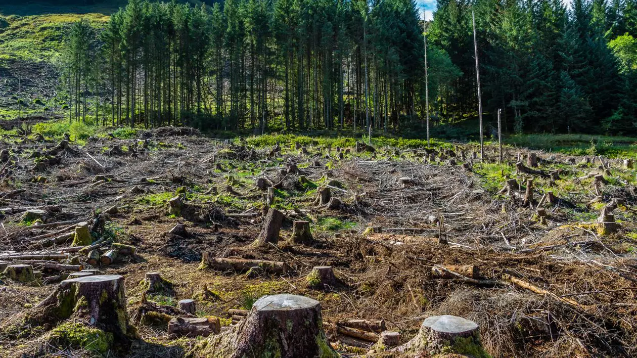 Raport ONU: Planeta a pierdut aproape 100 de milioane de hectare de pădure în ultimii 20 de ani. Care sunt cele mai afectate zone