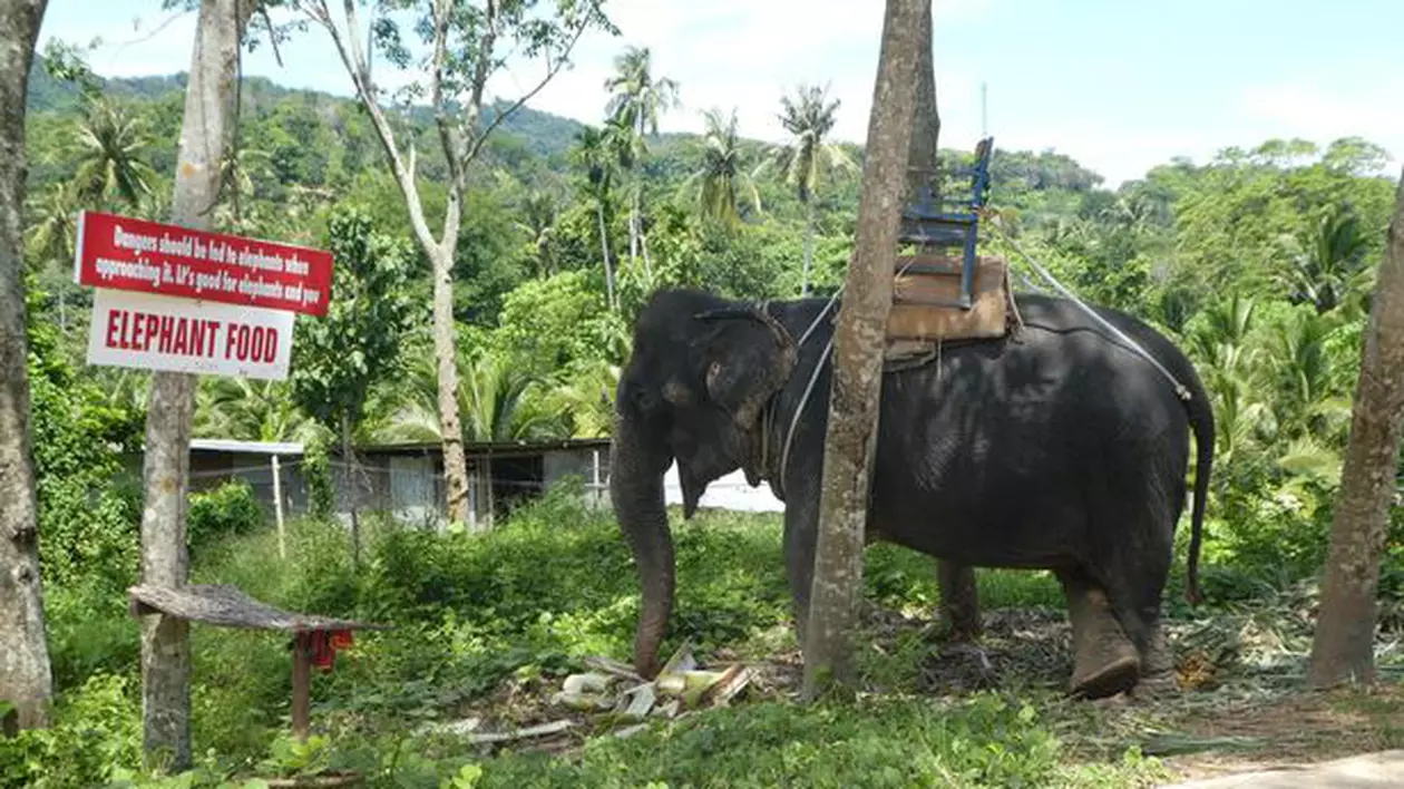 Un elefant înfometat și chinuit și-a găsit sufletul pereche într-o rezervație, după o viață petrecută în lanțuri