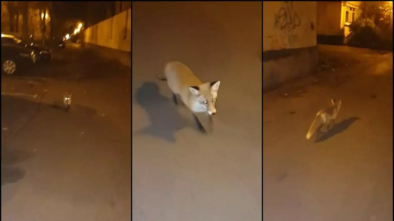Vulpea filmată în București a fost prinsă. Animalul sălbatic a hoinărit printre blocuri (foto Observatornews.ro)