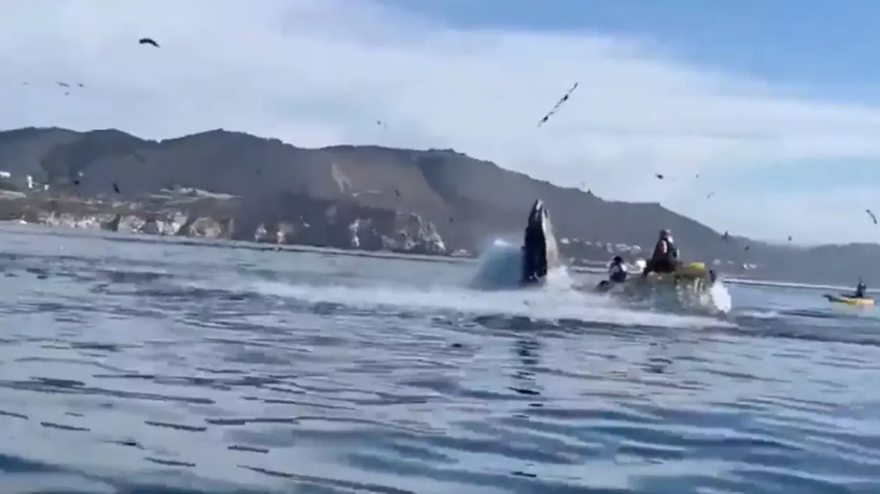 VIDEO | O balenă cu cocoașă a fost la un pas să înghită două femei pe coasta din California