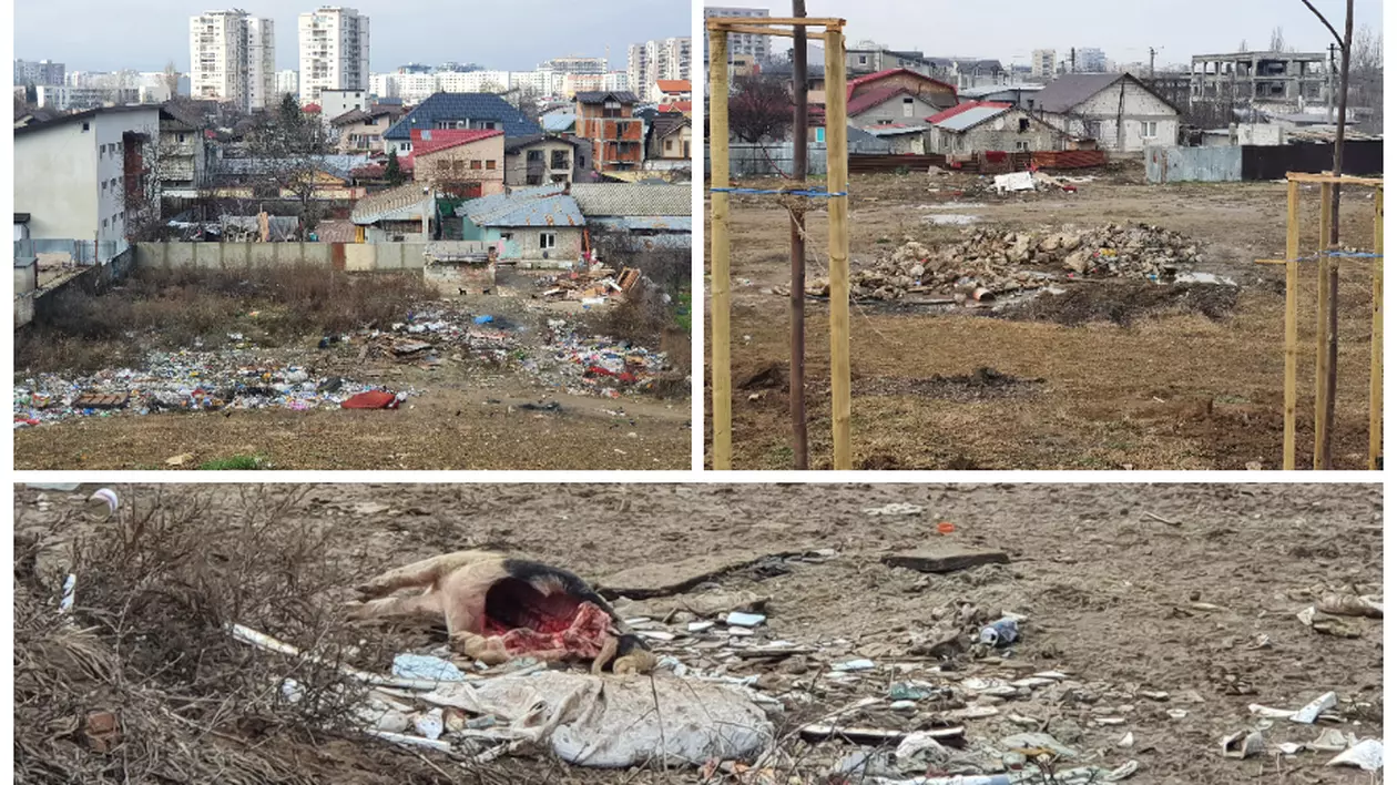 Unde trebuie să vină controalele anunțate de ministrul mediului: în sectorul 3 vezi jumătăți de porc aruncate de la Ignat chiar în parc!