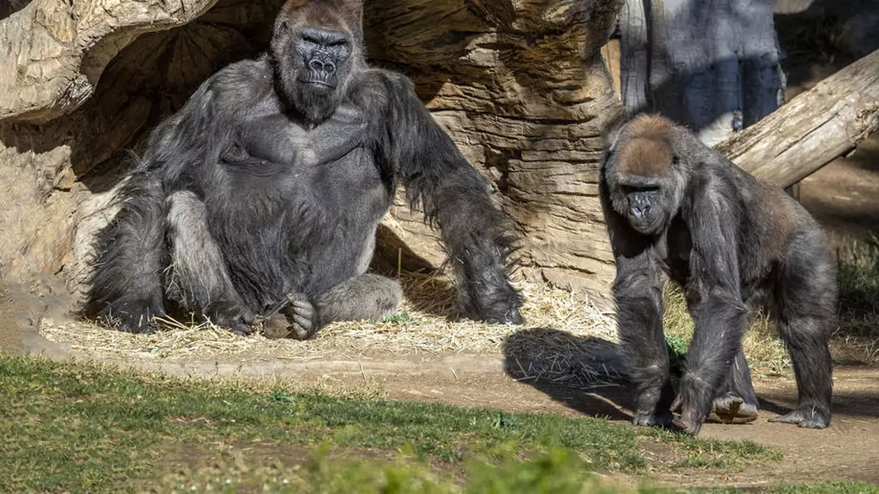 Două gorile de la o grădină zoologică din California, depistate cu coronavirus