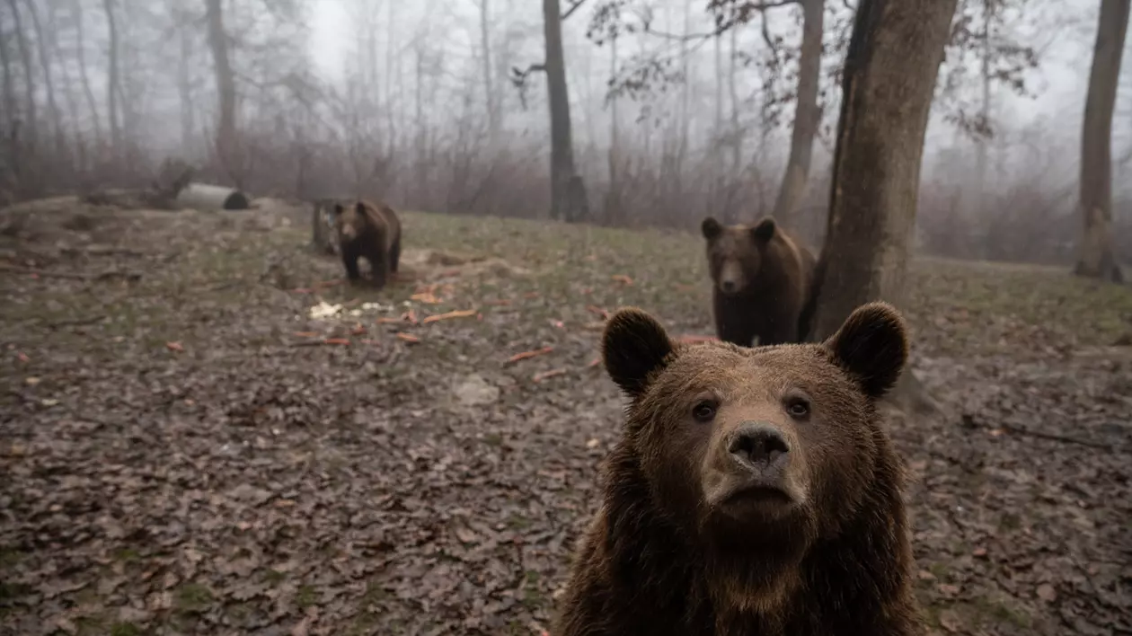 Urși în sanctuarul Libearty din Zărnești