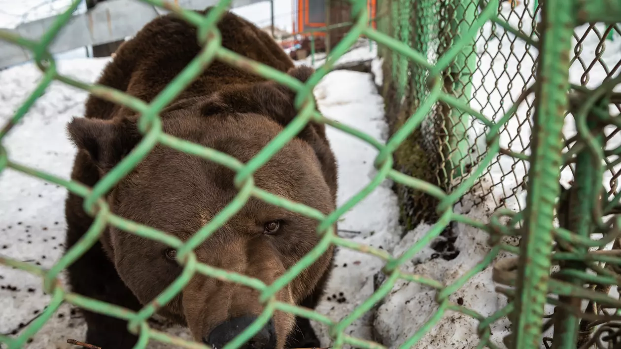 Cazul ursului Baloo pe care autoritățile îl lasă de 20 de ani să fie mascotă pentru turiștii din Straja. Mănâncă sandvișuri și se învârte în cerc. Foto: Vlad Chirea / Libertatea