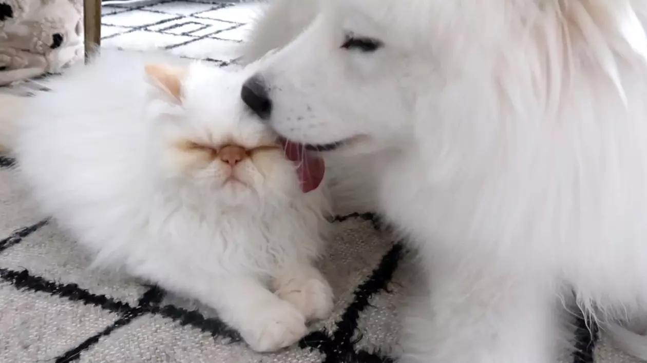 VIDEO | Prietenie la cataramă între un câine samoyed și o pisică persană