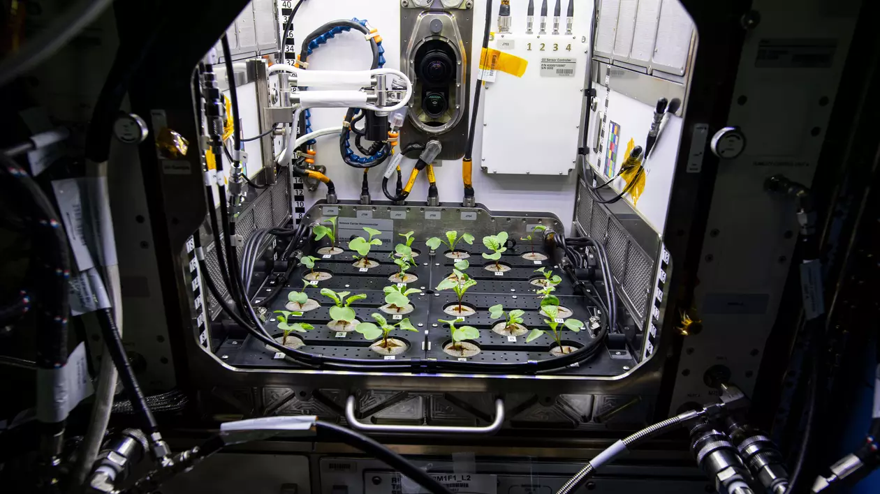 Astronauții de la NASA au mâncat de Anul Nou ridichi cultivate de ei, în spațiu. Ce gust aveau