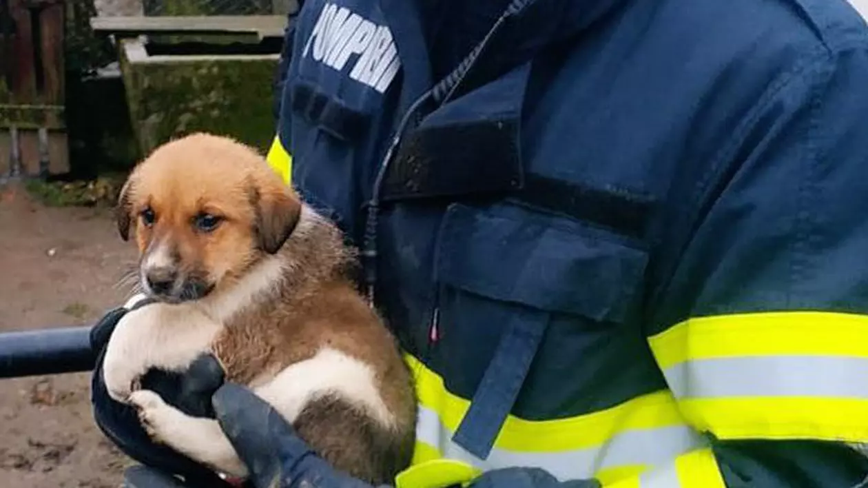 Un cățeluș care căzuse într-o fântână adâncă de 12 metri, salvat de un pompier bihorean: „L-am prins ca pe un copilaș”
