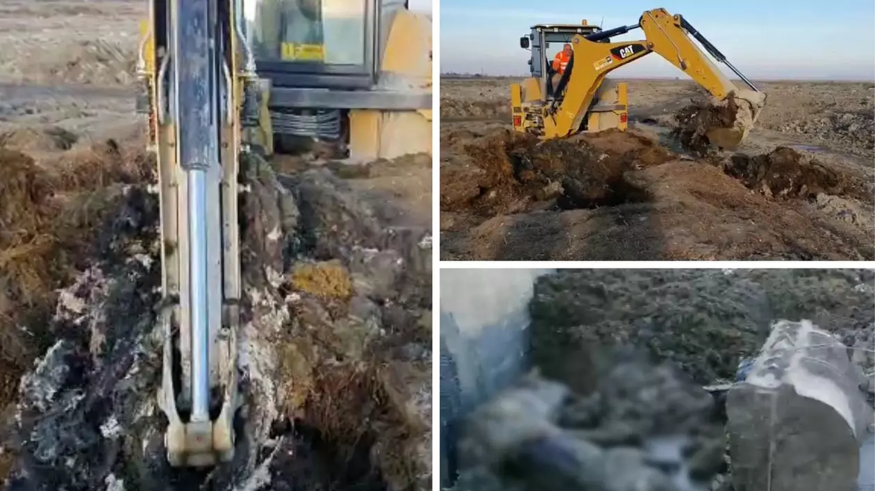 Filmări ale unei catastrofe ecologice: sute de tone de animale îngropate ilegal la Smârdan. „Luăm nişte deşeuri şi creăm plusvaloare”, zice patronul