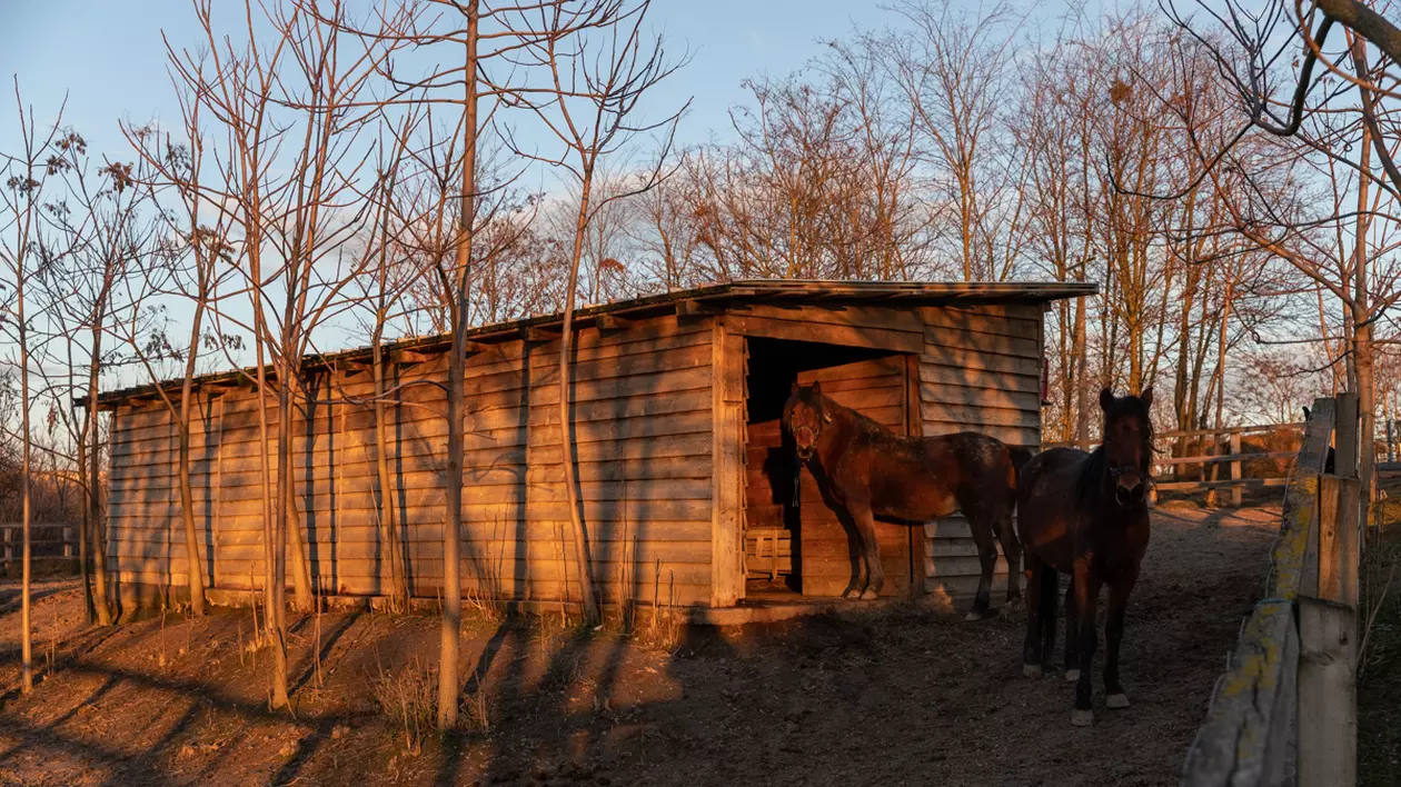 Proprietarul cailor maltratați de la Techirghiol îi poate lua înapoi după 45 de zile, dacă dovedește că sunt ai lui. „Procurorul Țucă, un mare iubitor de animale”