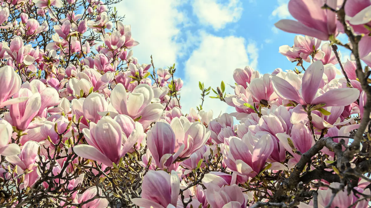 Magnolia- flori de magnolie