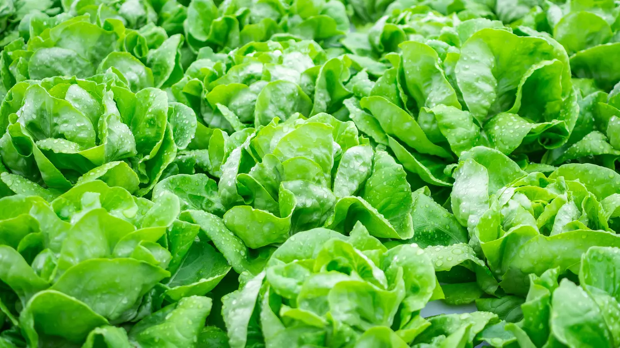 Lăptuca- salata verde - beneficii, cultivare, curiozitati