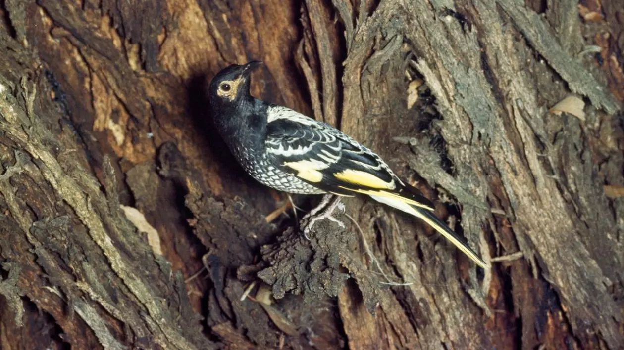 Australia: O specie de păsări pe cale de dispariţie şi-a „uitat propriul tril”