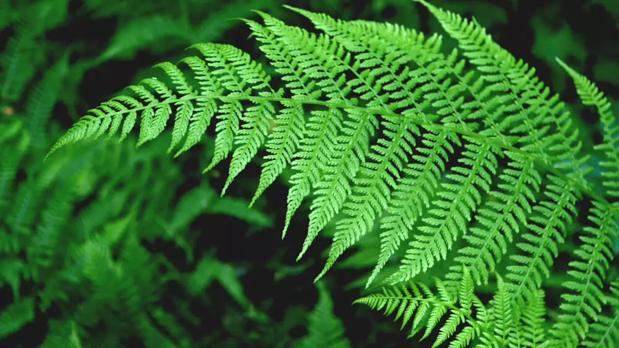 Feriga ingrijire si plantare. Cum o cultivi in ghiveci si gradina