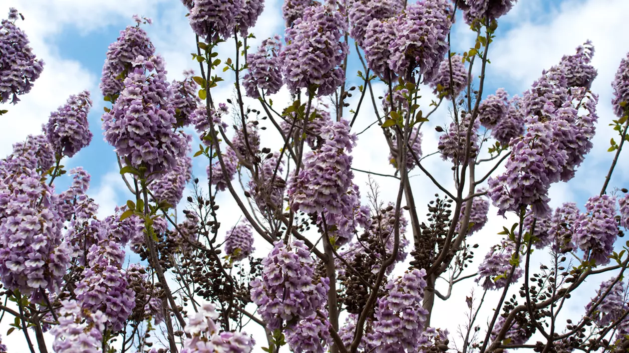 Paulownia - plantare si ingrijire