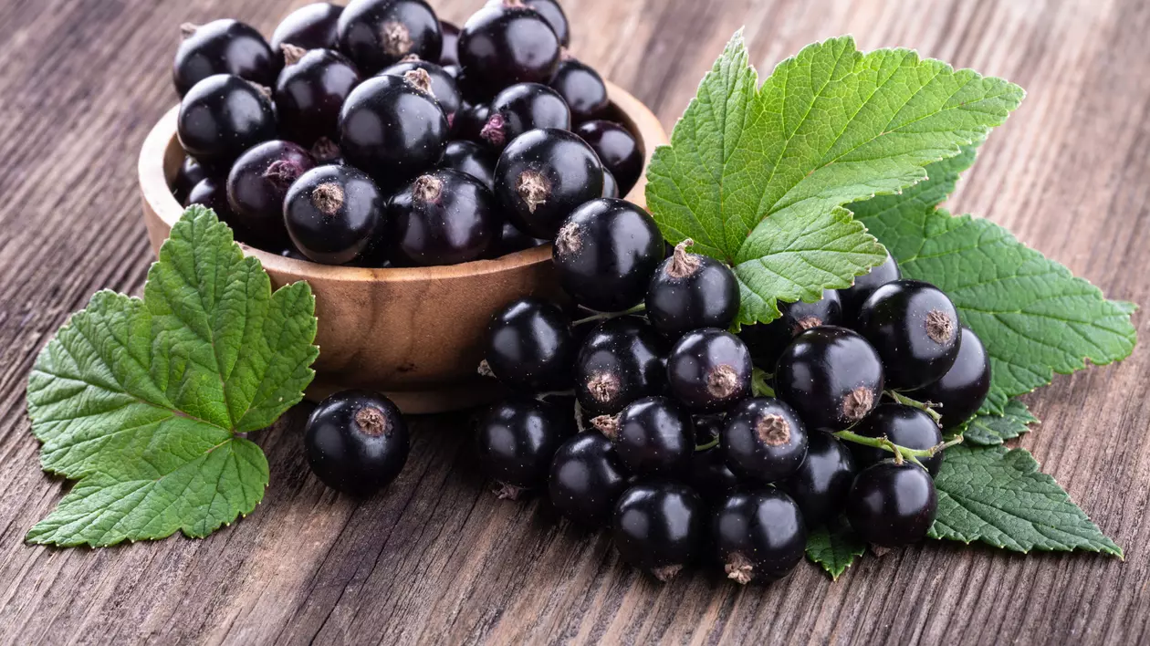 Coacaze negre - beneficii si utilizari