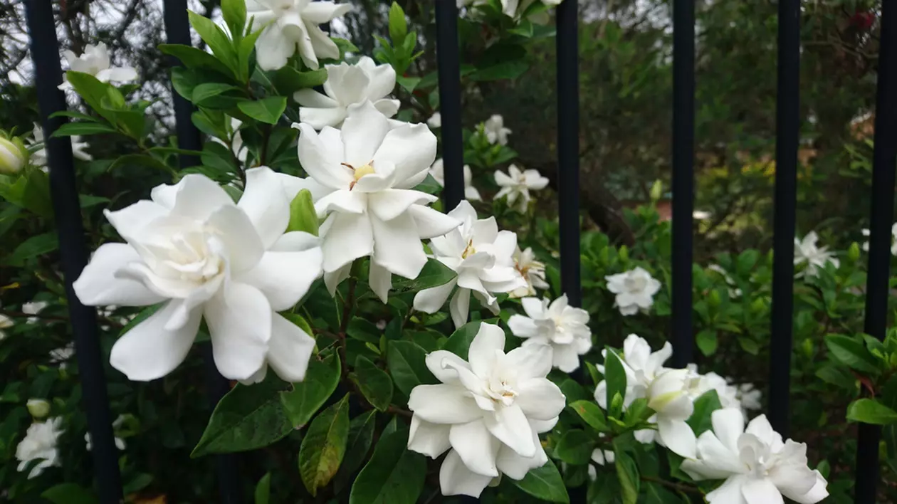 Gardenia - plantare și îngrijire