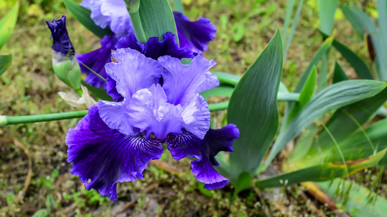 Iris plantare și îngrijire