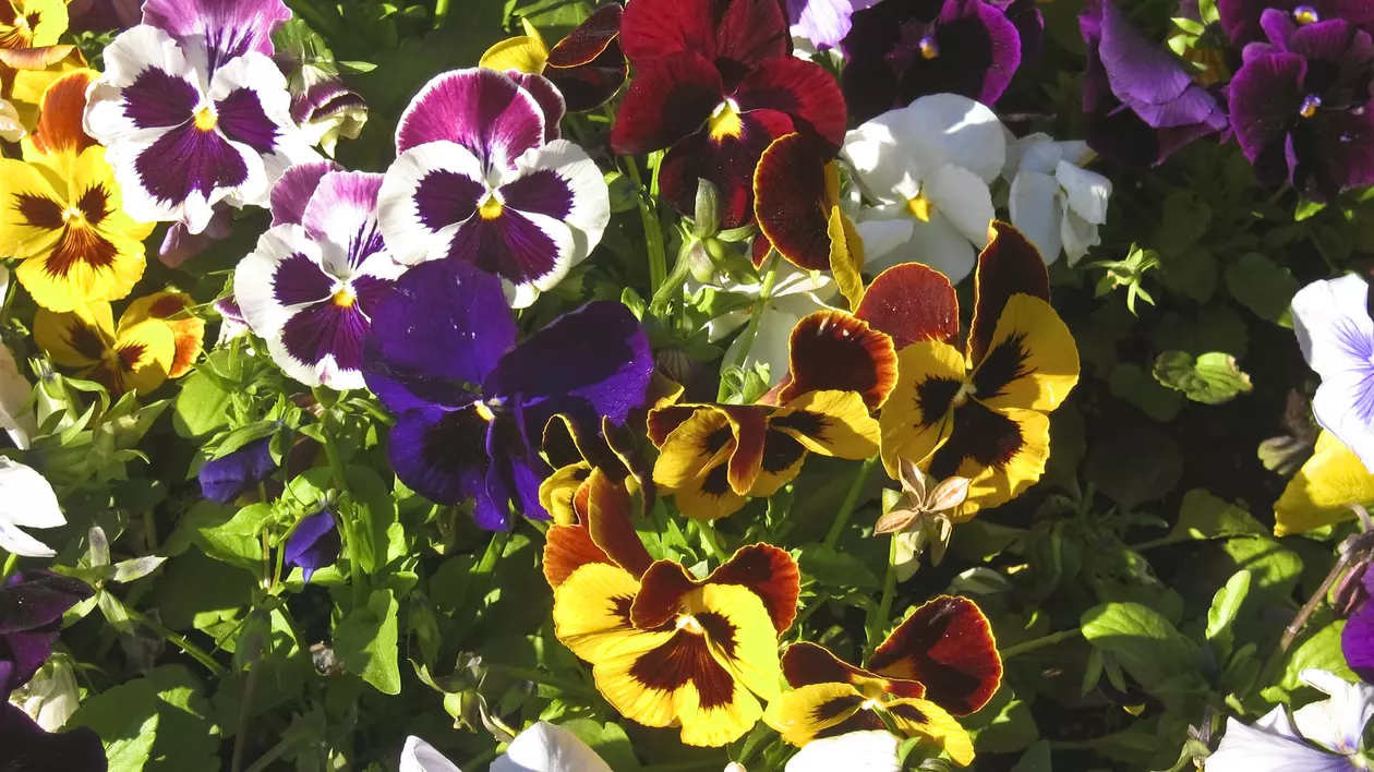 Panseluțe plantare și îngrijire în ghiveci și în grădină