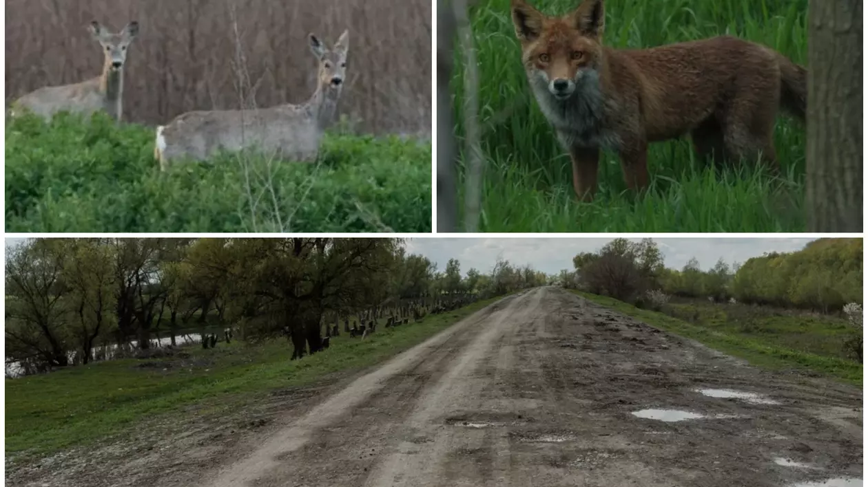 Safari pe unul dintre cele mai proaste drumuri din România: Tulcea - Chilia Veche. Căprioare, vulpi, șacali și un milion de gropi