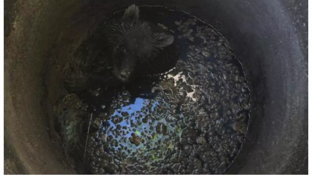 Un pui de urs căzut într-un canal din Predeal, salvat de pompieri