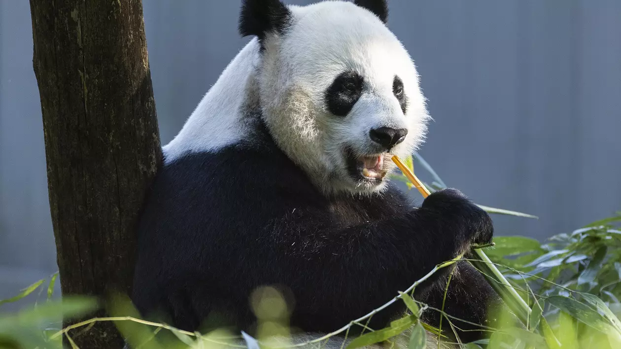 Ursul panda uriaș, eliminat de pe lista animalelor aflate pe cale de dispariție