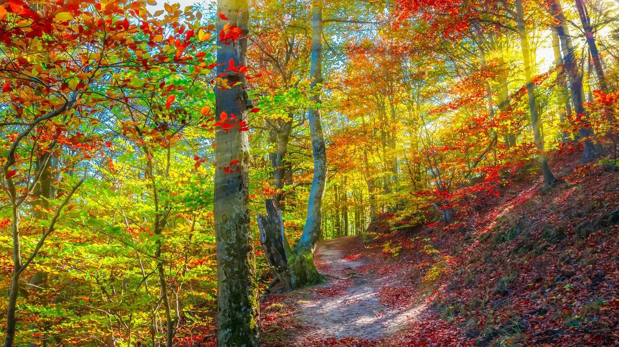 Autumn in Cozia, Carpathian Mountains, Romania