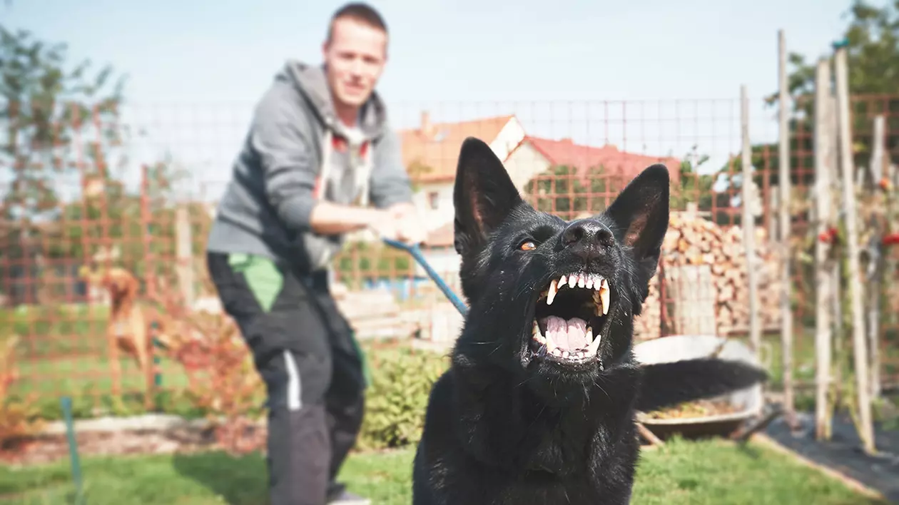 Statisticile STS arată că există animale care atacă mai frecvent decât ursul: animalele domestice
