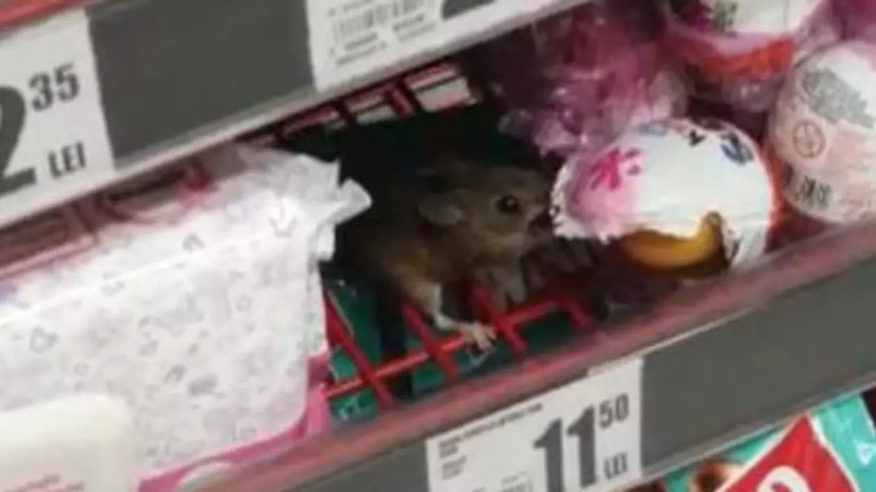 VIDEO. Un șoarece a fost filmat într-un magazin din Cluj. Reprezentanții Auchan: „Eveniment izolat”