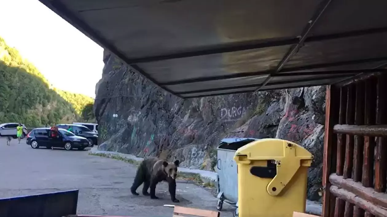 Un urs a fost filmat în timp ce căuta mâncare lângă o terasă din zona Barajului Vidraru