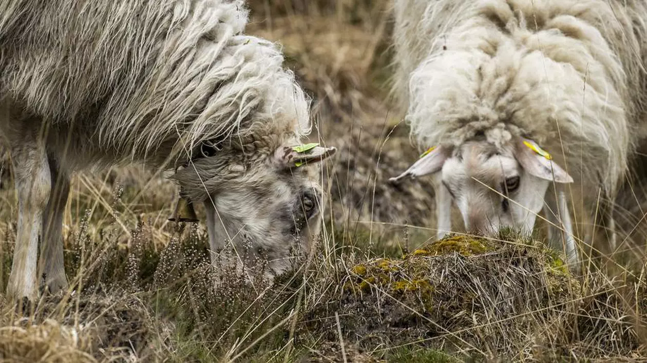Condamnare primită de un fermier din Noua Zeeelandă care a maltratat sute de oi