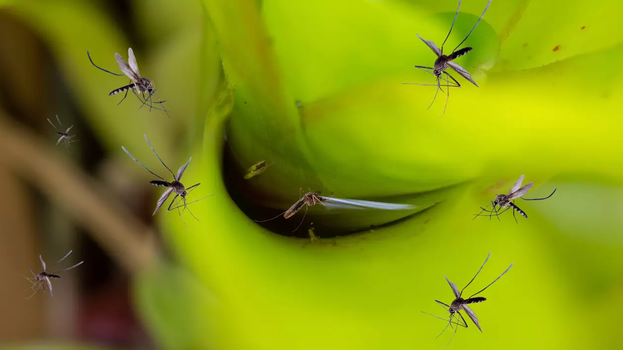 Plante care alungă țânțarii. Ține-le pe balcon pentru a scăpa de insecte