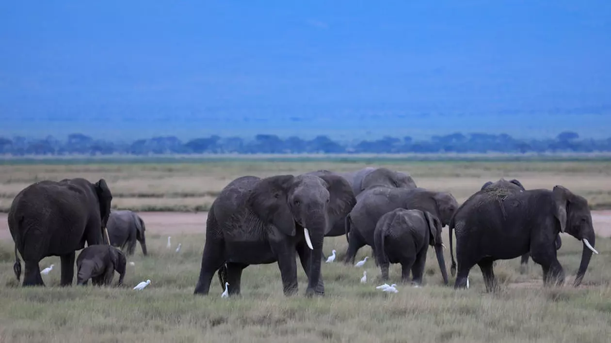 Namibia a scos la vânzare 170 de elefanți. Câți a vândut la licitație