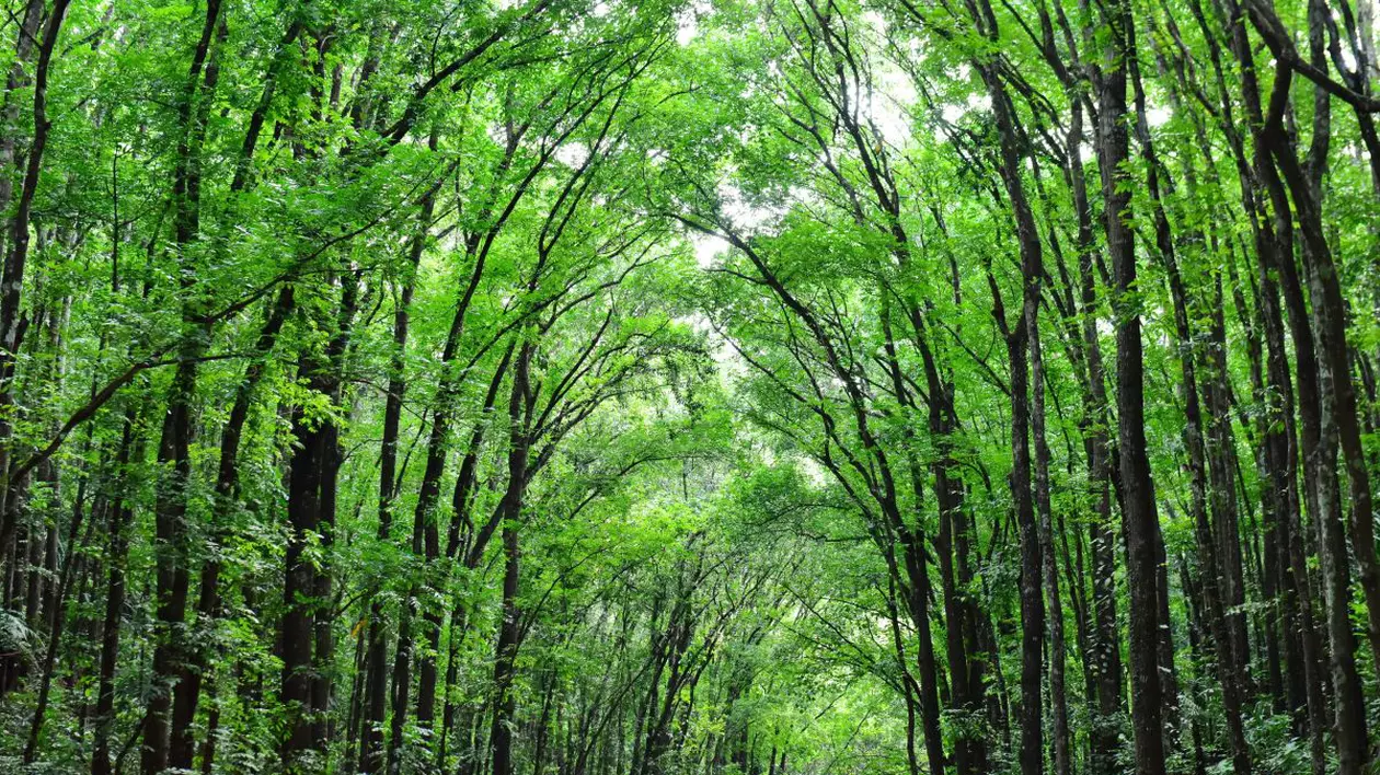 O româncă din Germania îşi caută fiul dispărut în urmă cu trei luni  într-o pădure din Elveţia