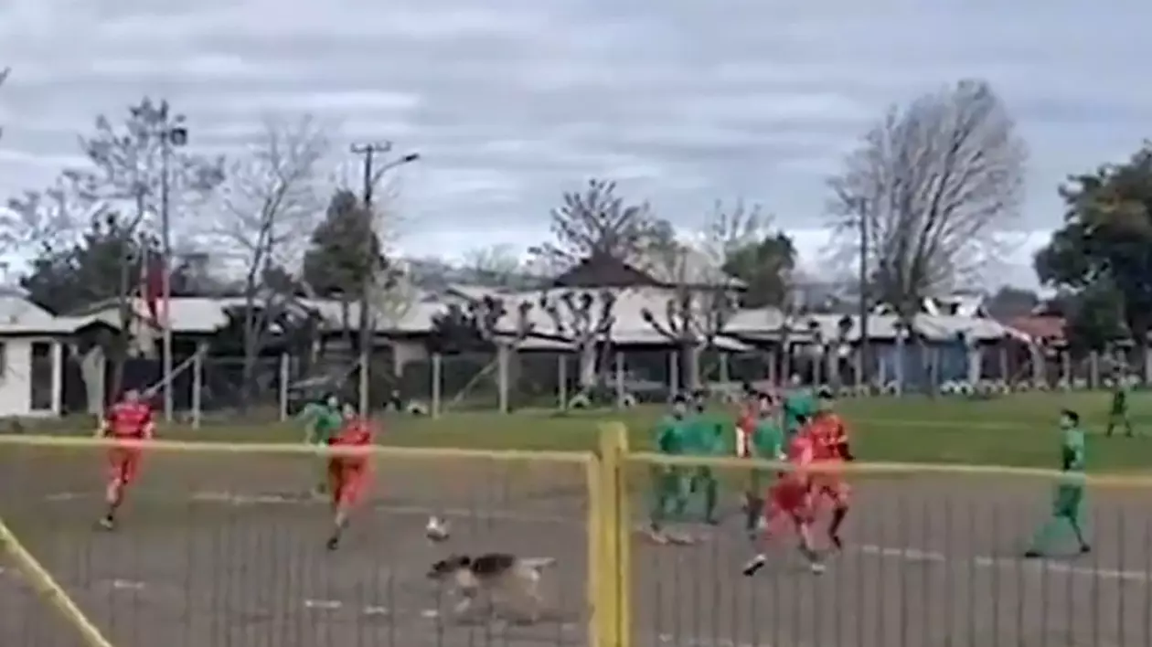 Imagini inedite: Un câine a marcat un gol, într-un meci de fotbal din Chile