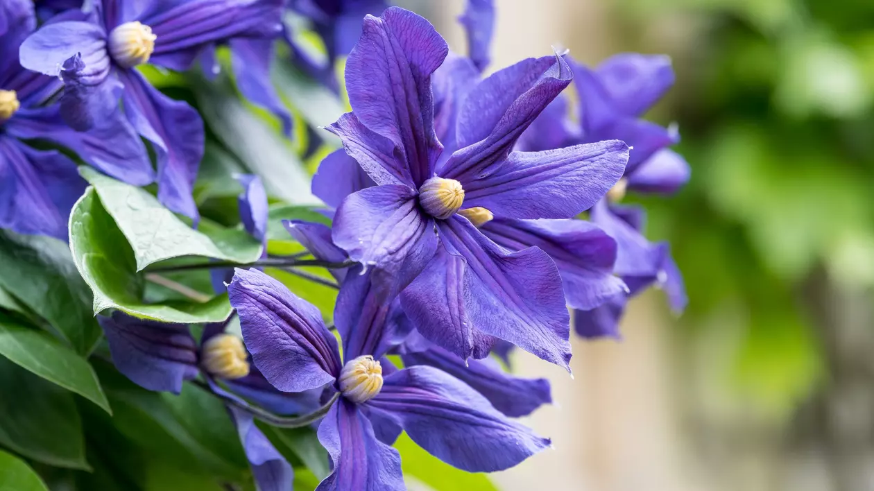 Clematita. Cum să plantezi și să ai grijă de această plantă
